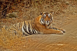 Wycieczka do Indii: tygrys bengalski w P.N. Ranthambore (CC BY-SA 3.0)