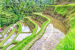 Pola ryżowe Jati Luwih