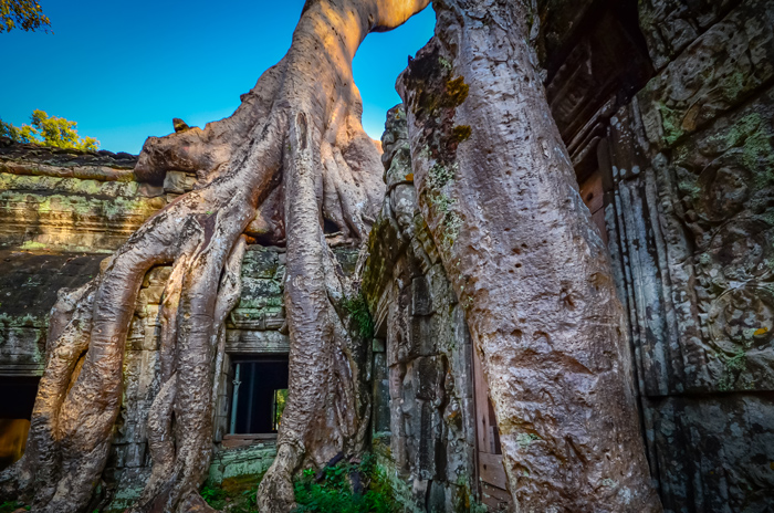 Wycieczka do Kambodży: Angkor, Świątynia Ta Prohm