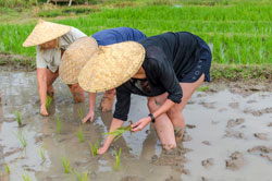 Wycieczka do Laosu: kurs sadzenia ryżu!