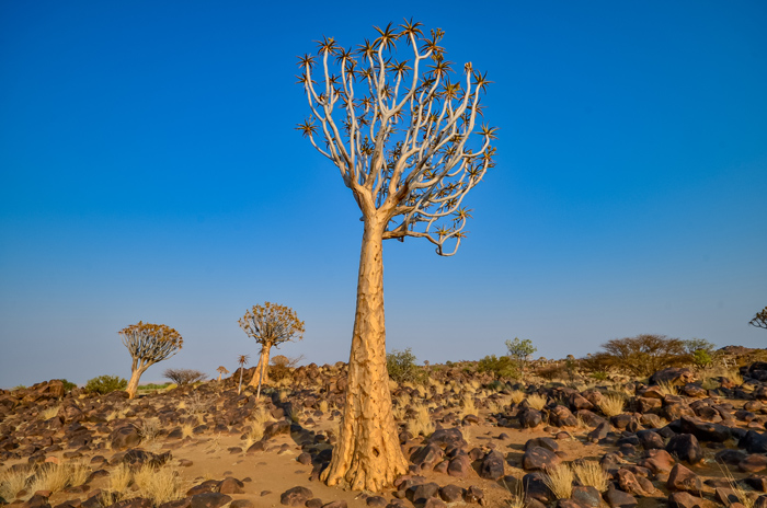 Kokerboom – drzewa kołczanowe