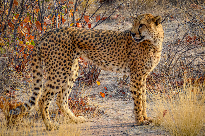 W czasie karmienia dzikich... gepardów