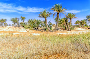 Oaza Al Muqshin, Oman