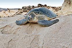 Rezerwacie żółwi morskich w Ras al Jinz, Oman