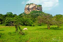 Sigiriya - skalna forteca