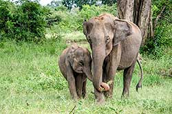 Słonie w Parku Narodowym Minneriya